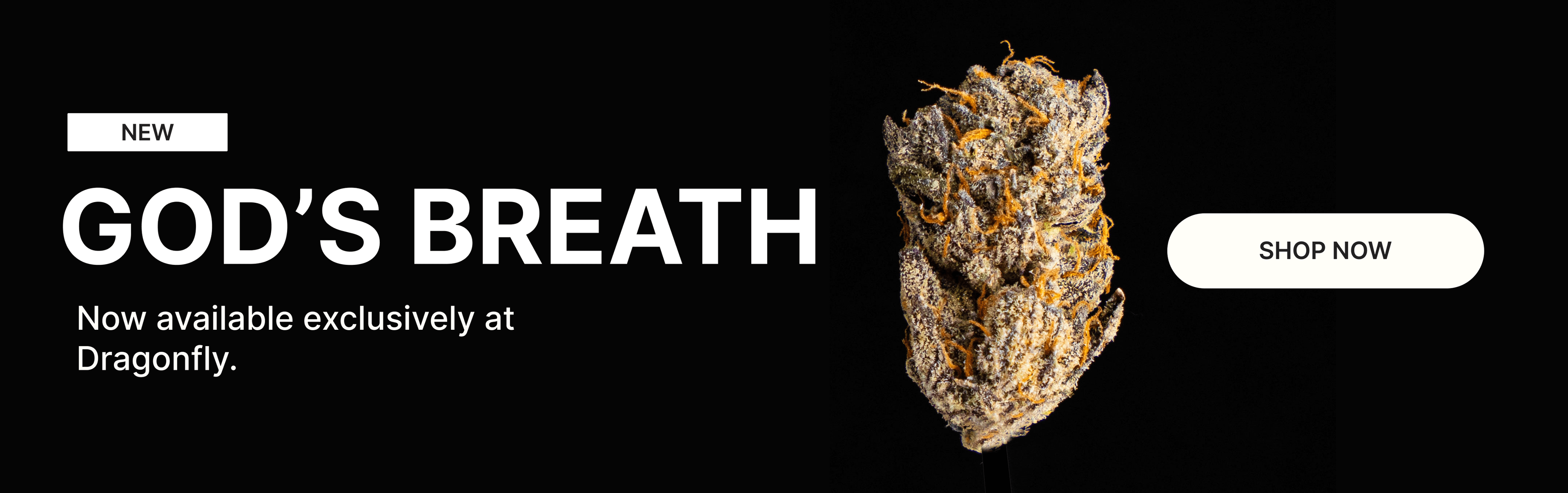 God's Breath