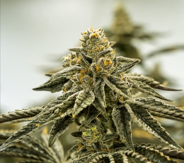 Cannabis plant