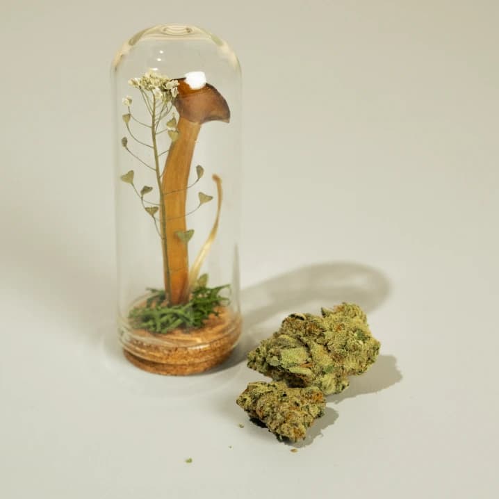 Betty Terrarium and Cannabis