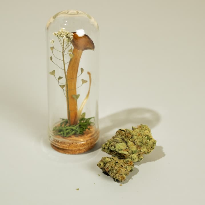 Betty Terrarium and Cannabis