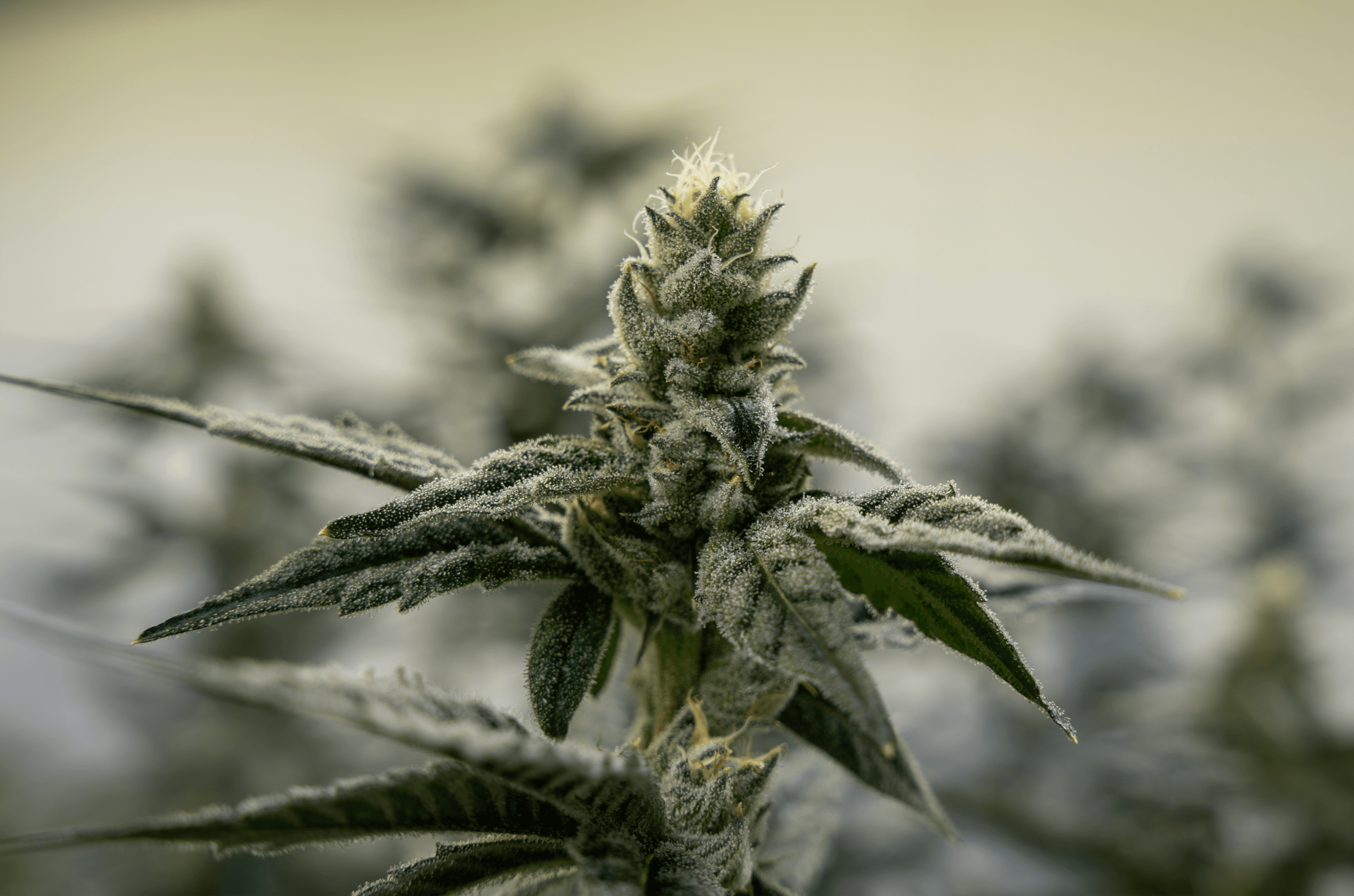 Utah's Medical Cannabis Program Has a Strong Foundation — But It's Not Finished  